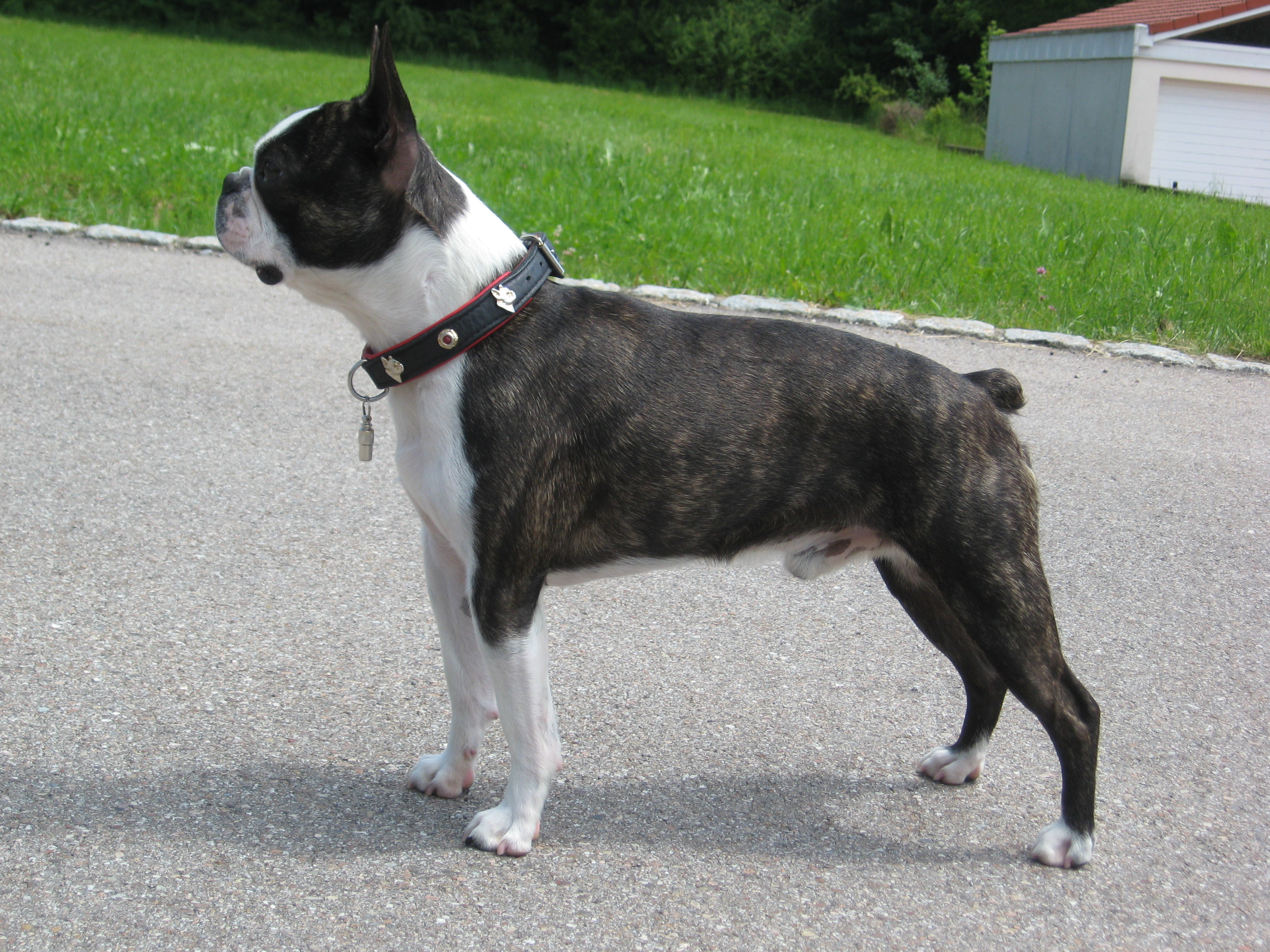 when does a boston terrier mature? 2