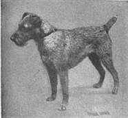 Britannica Dog 19.jpg