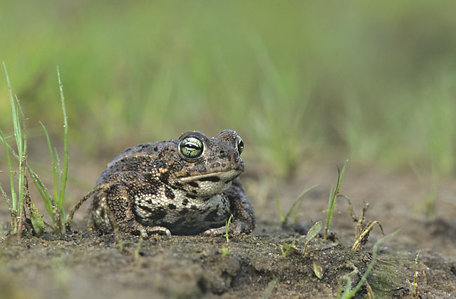 File:Bufo calamita (Marek Szczepanek).jpg