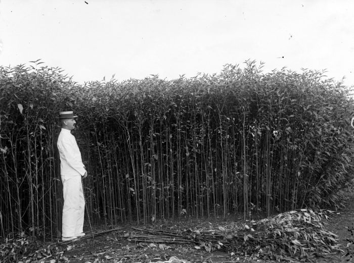 File:COLLECTIE TROPENMUSEUM Europeaan poseert bij een veld jute of hennep TMnr 10023830.jpg