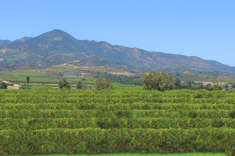 File:California Orange Grove2.jpg