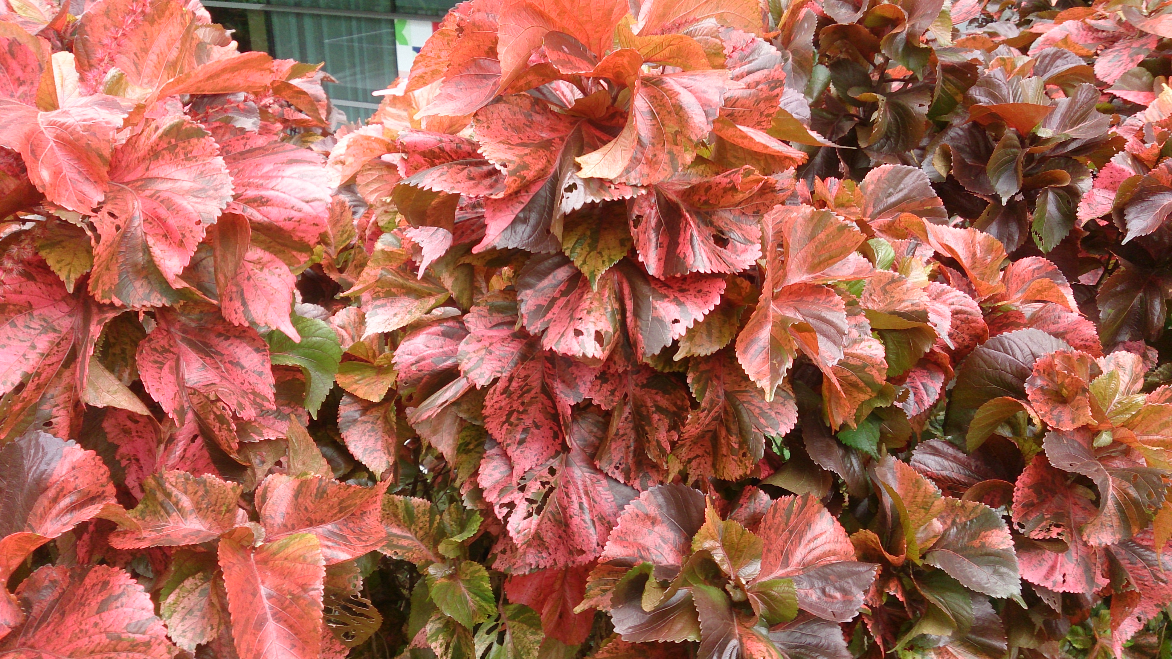 acalypha wilkesiana