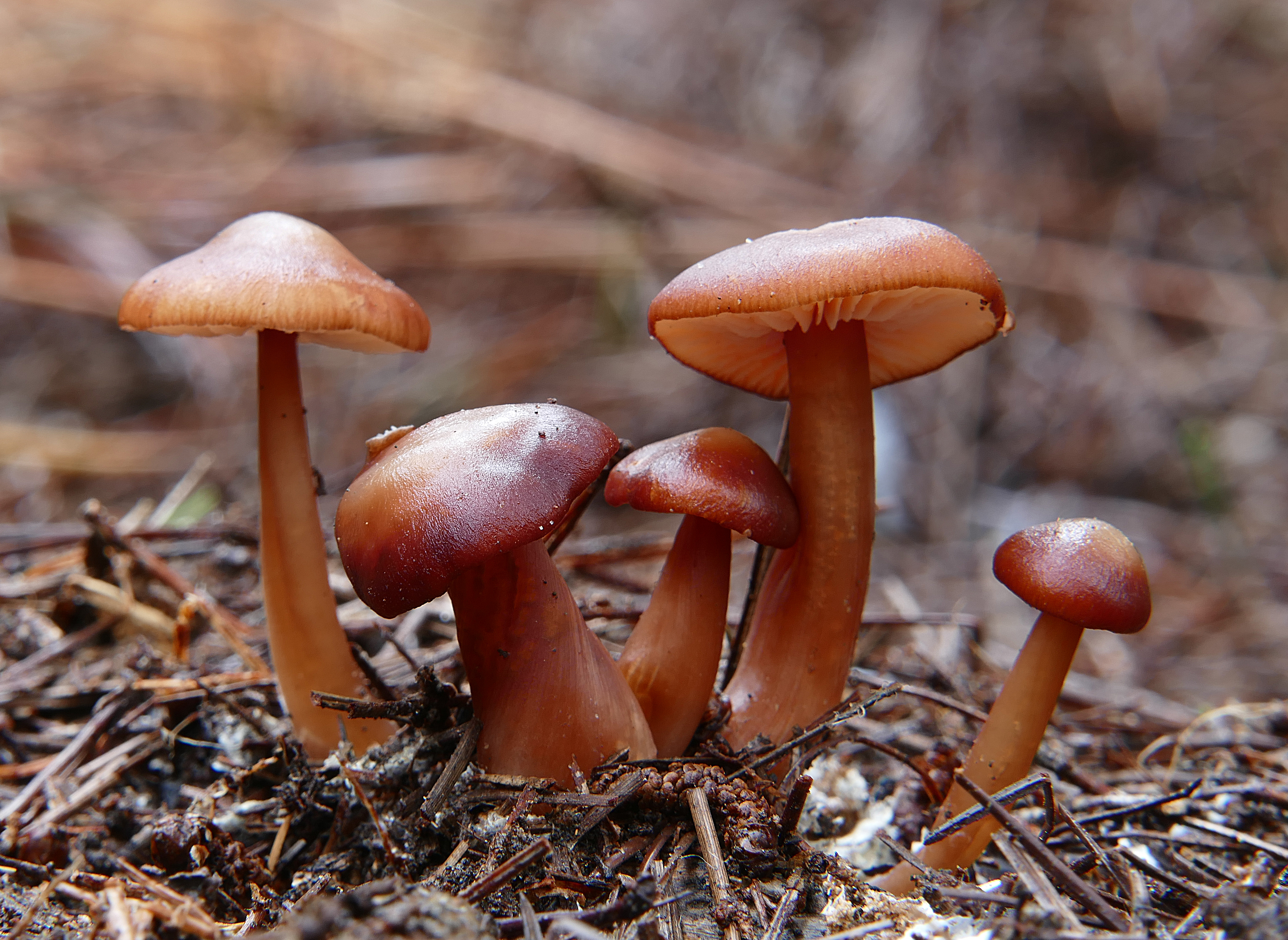 Cortinarius Mushrooms