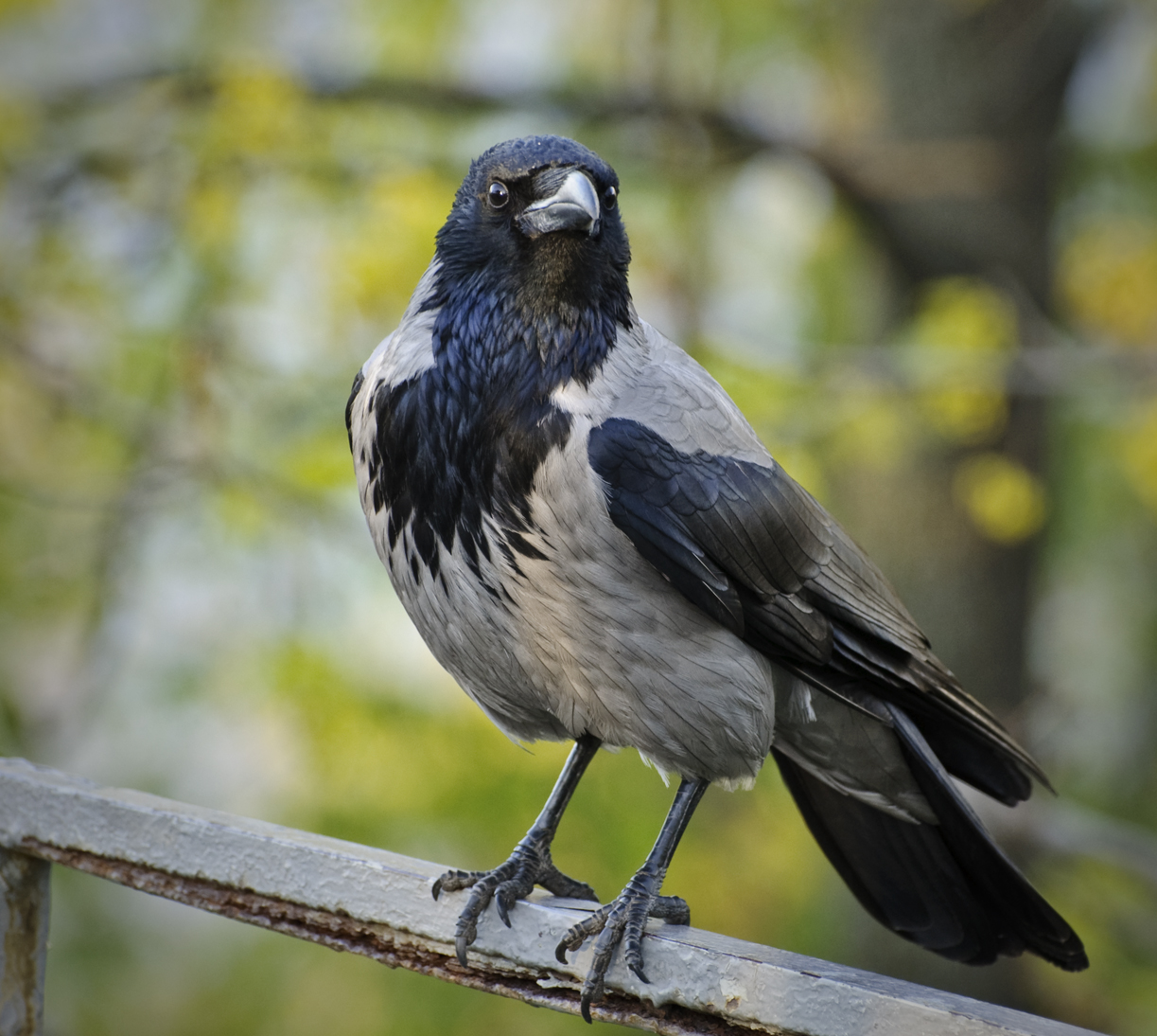 Corvus cornix -perching-8.jpg