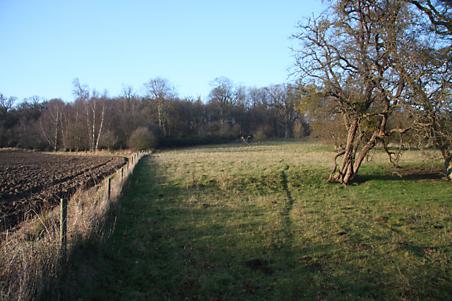 File:Dairy Wood, Ickworth Park - geograph.org.uk - 1094646.jpg