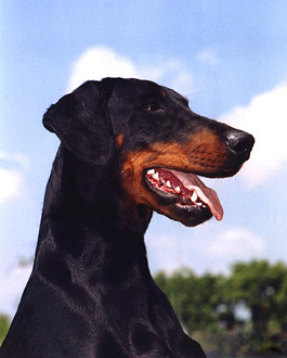 File:Doberman4b.jpg