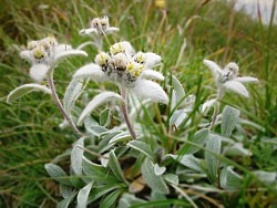 File:Edelweiss0002.jpg