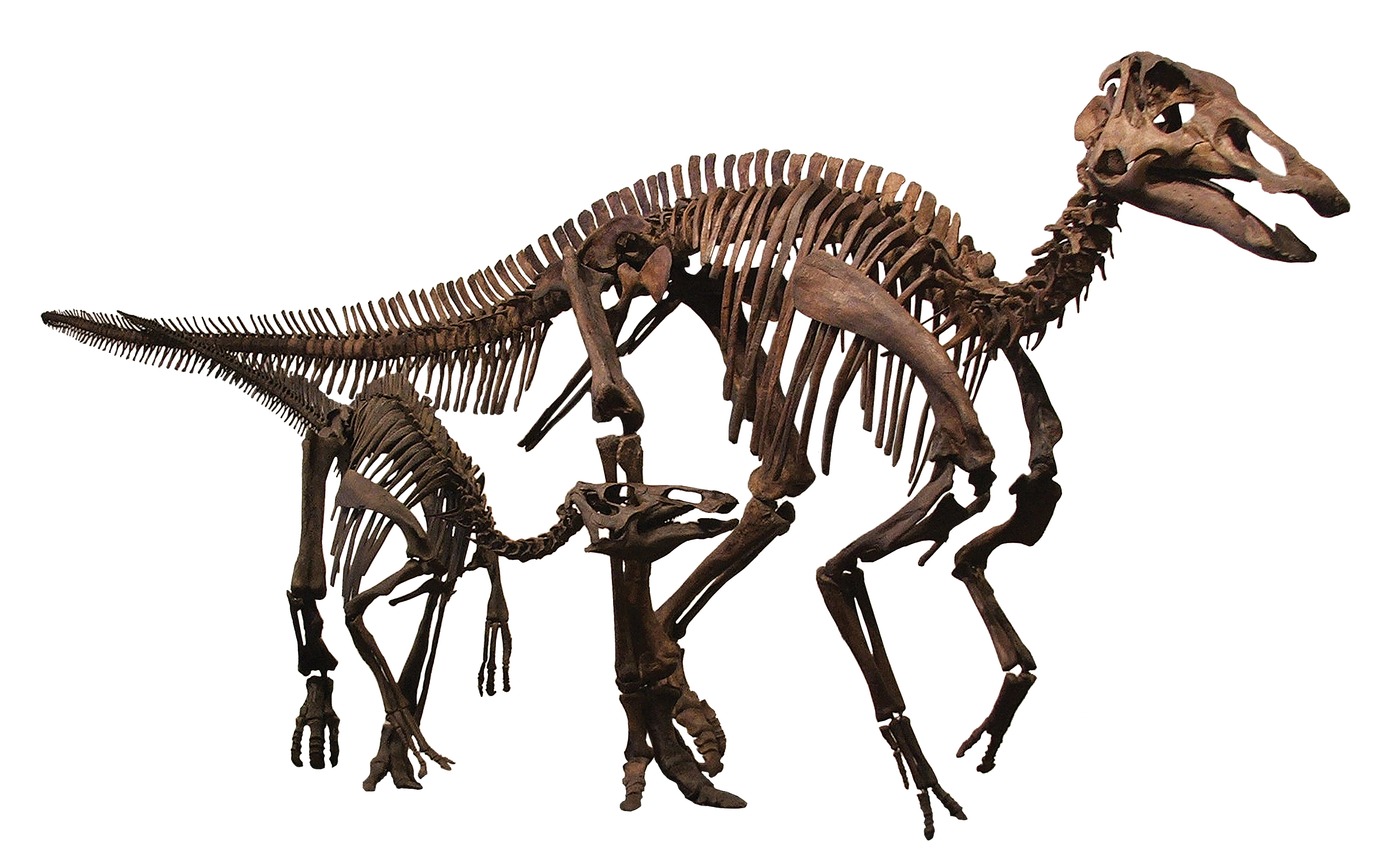 T-Rex dinosaur skeleton with open mouth (1) - High detailed Prehistoric  animal HD Paleoart