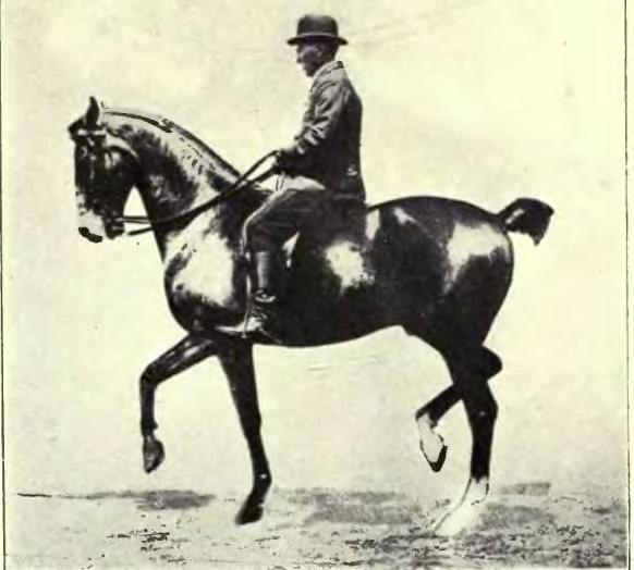 File:Equitation images fig-070.jpg