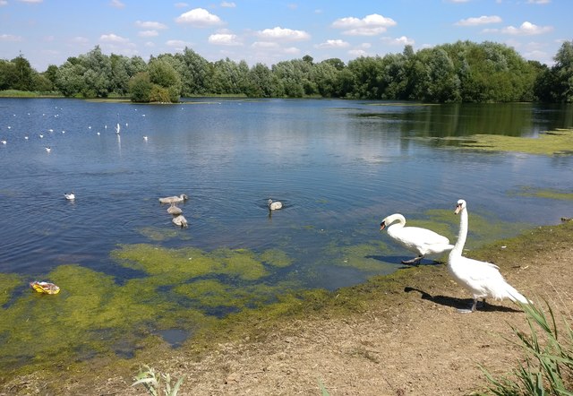 File:Family of swans on Keys Lake - geograph.org.uk - 5843033.jpg