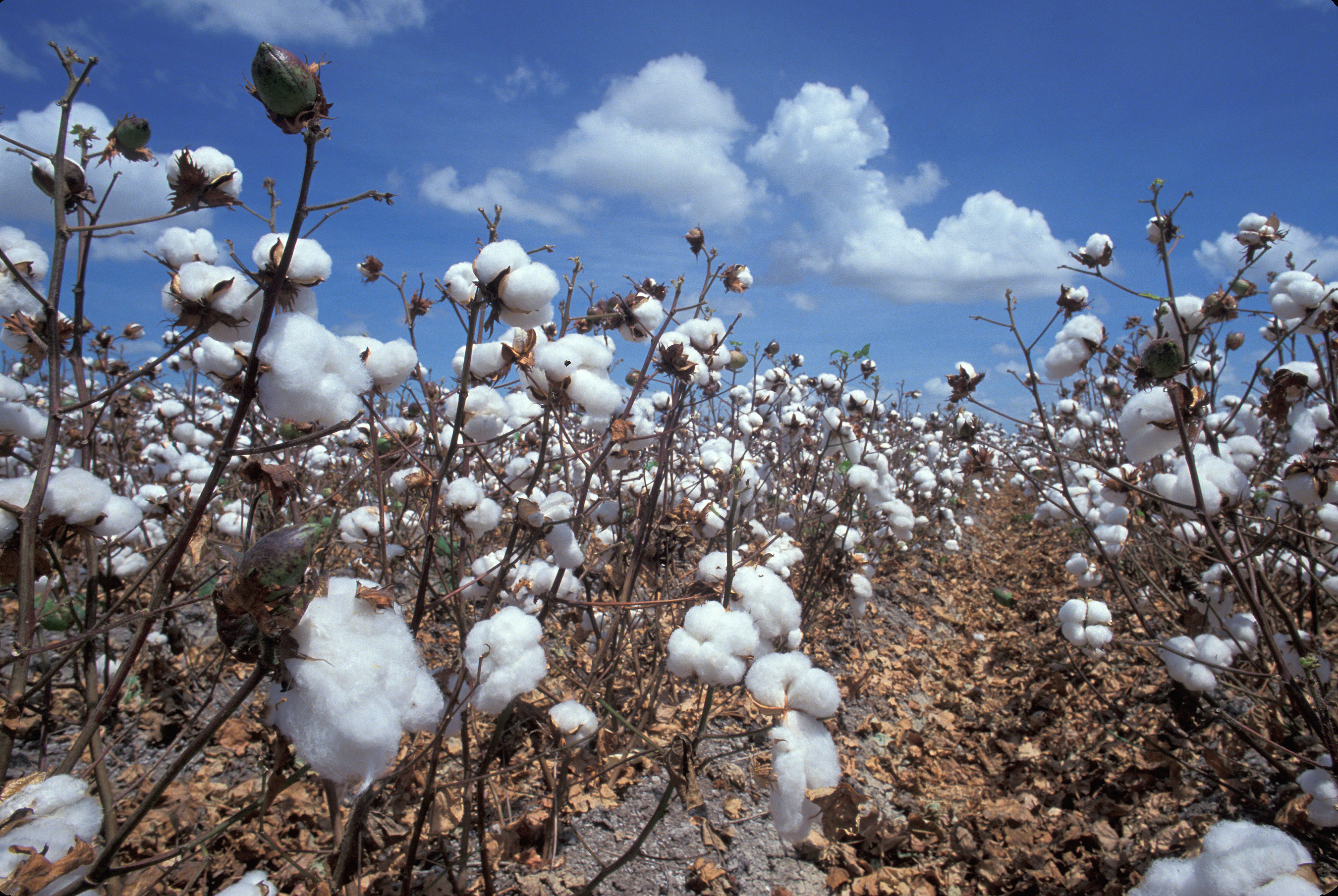 Cotton. Хлопчатник обыкновенный. Хлопковые поля в Индии. Хлопковые поля, хлопчатник в Астраханской. Хлопковые поля Таджикистана.