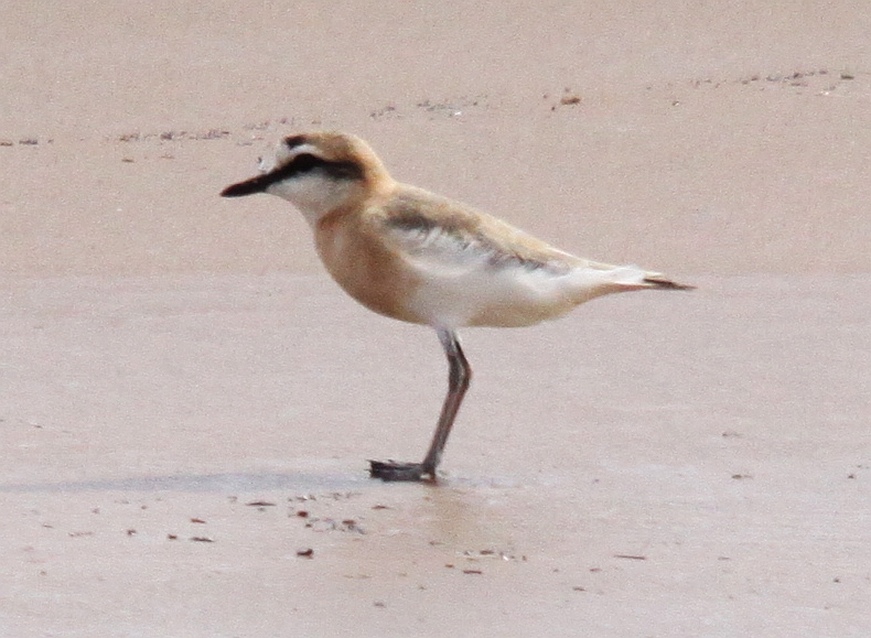 File:Flickr - don macauley - Greater Sand Plover 1.jpg