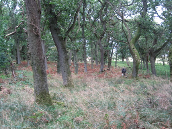 File:Folly Wood - geograph.org.uk - 3141064.jpg