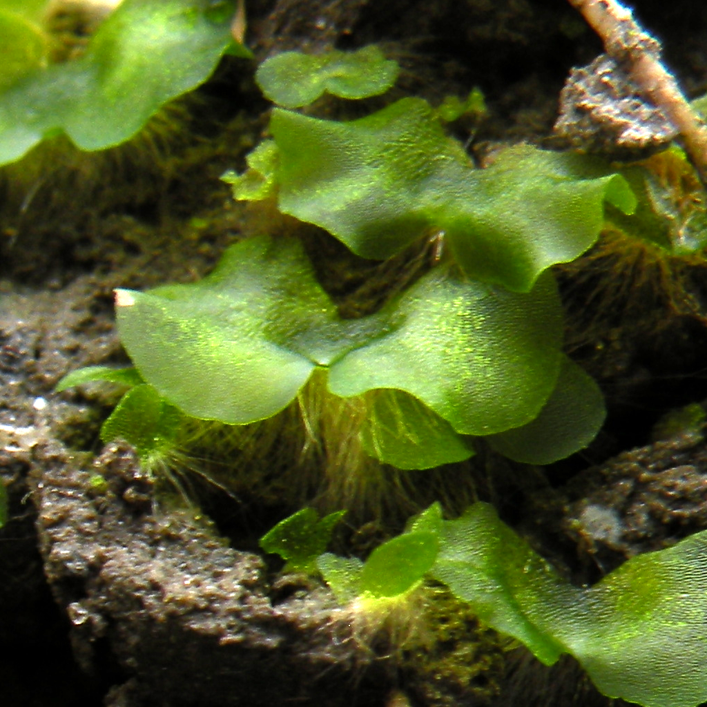 fern gametophyte