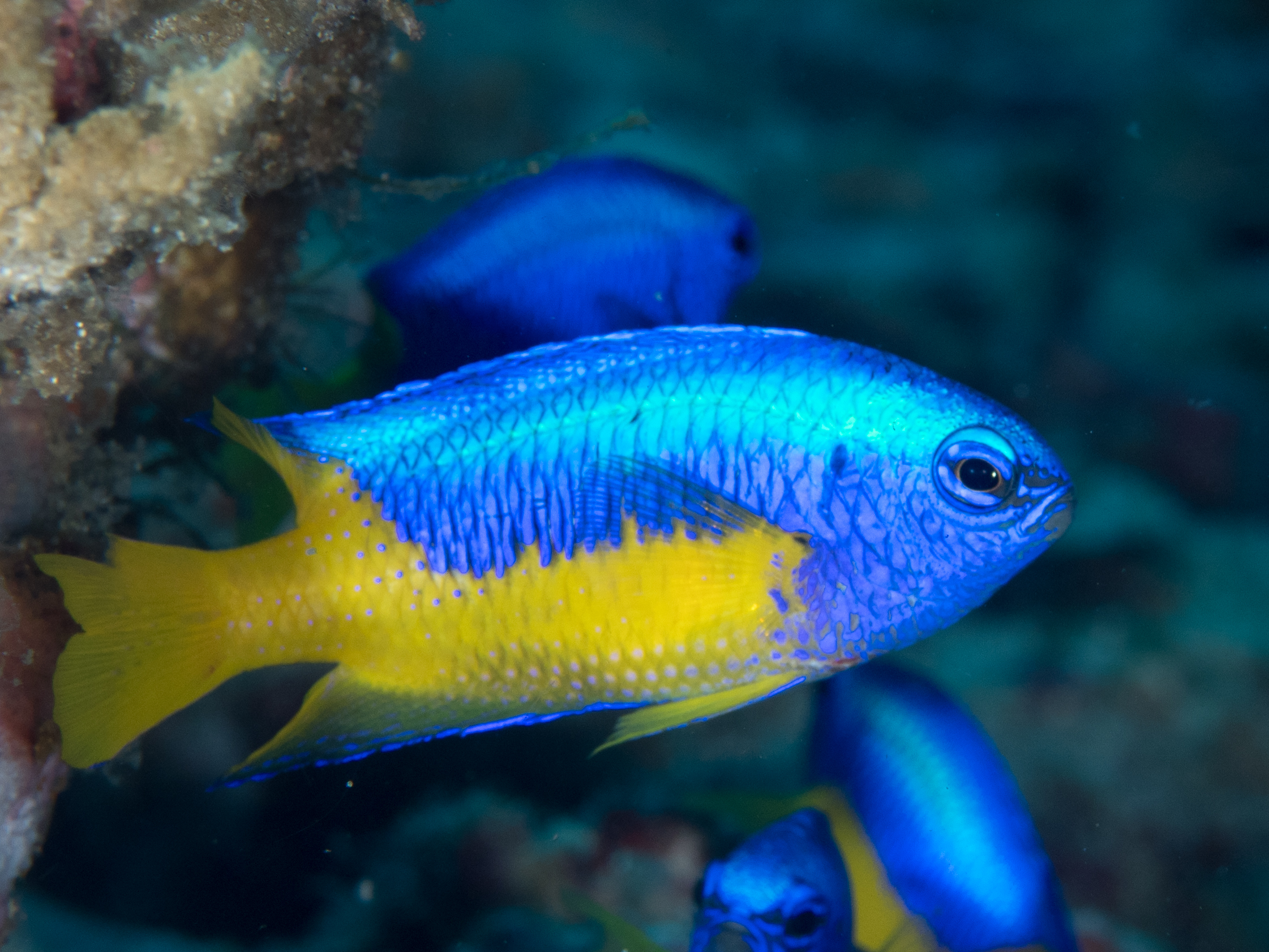 Blue and Gold, Goldbelly Damsel