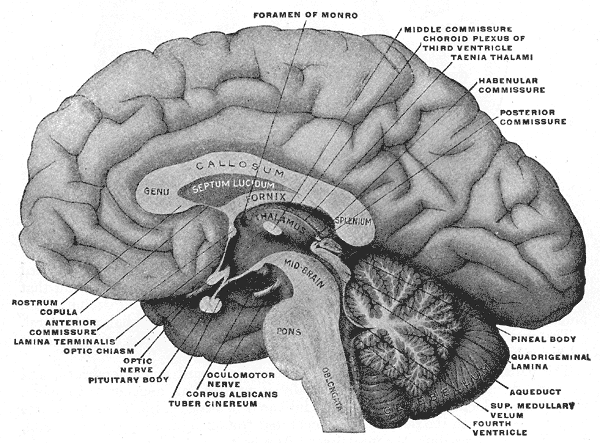 habenular commissure