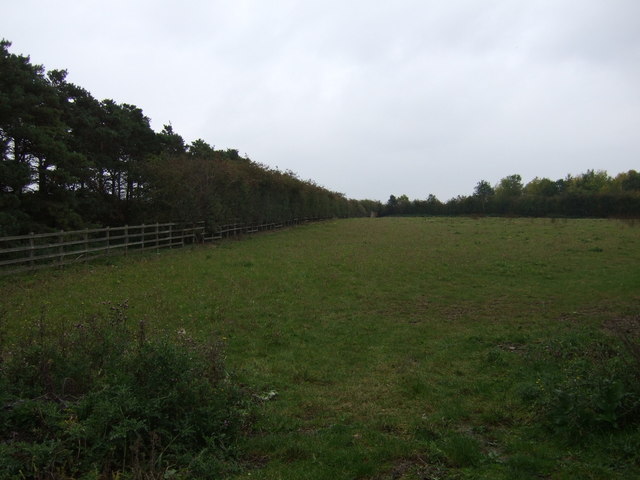 File:Grazing beside the A14 - geograph.org.uk - 4701908.jpg