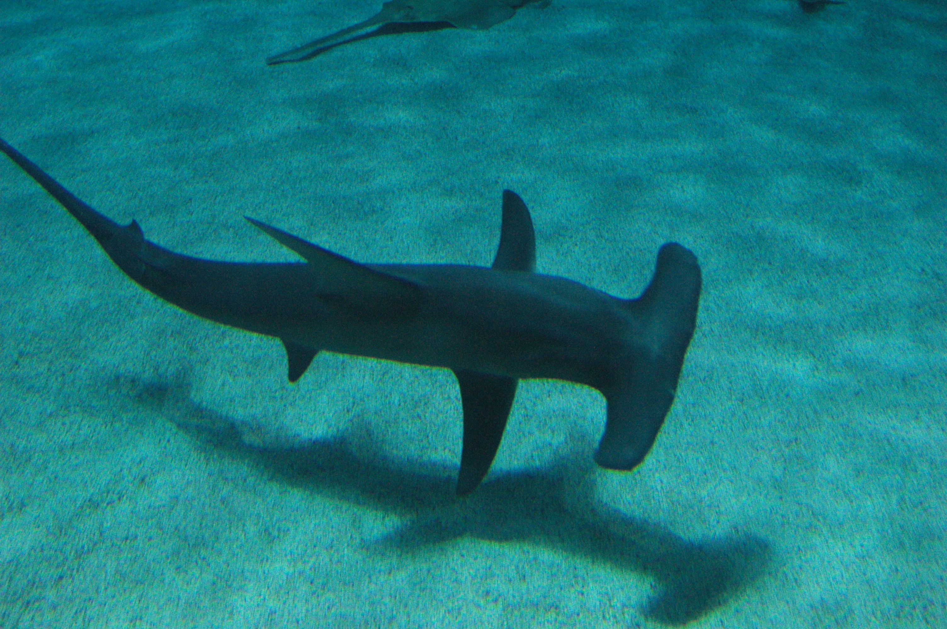 Great Hammerhead Shark - Georgia Aquarium