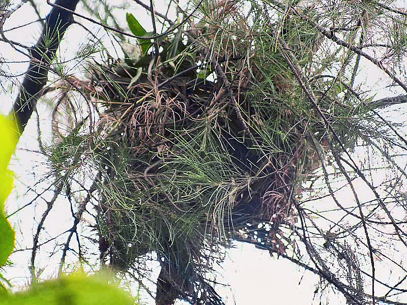 File:Greater Coucal- Nest I IMG 4396.jpg