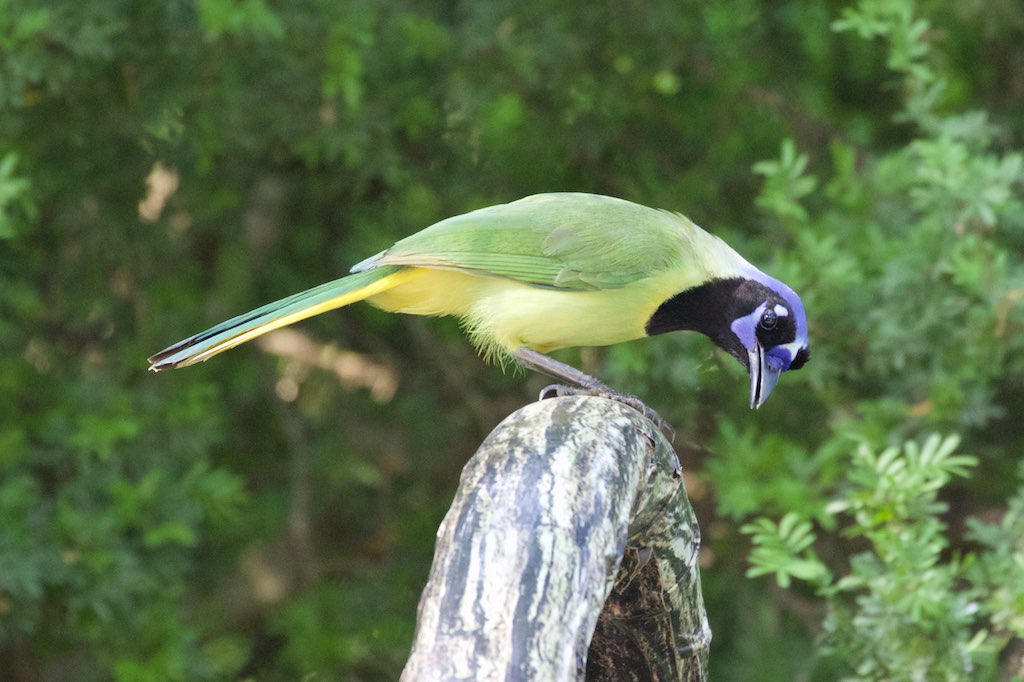 Green Jay-Bentsen-Rio Grande SP-TX - 2015-05-07at16-33-1618 (21421561409).jpg