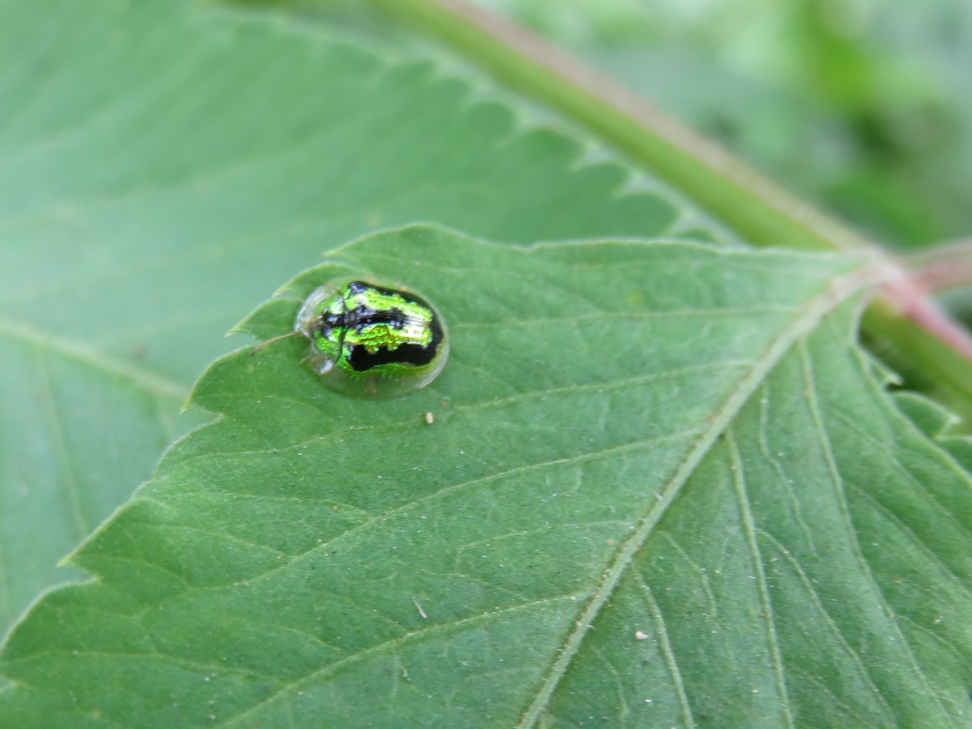 green tortoise beetle