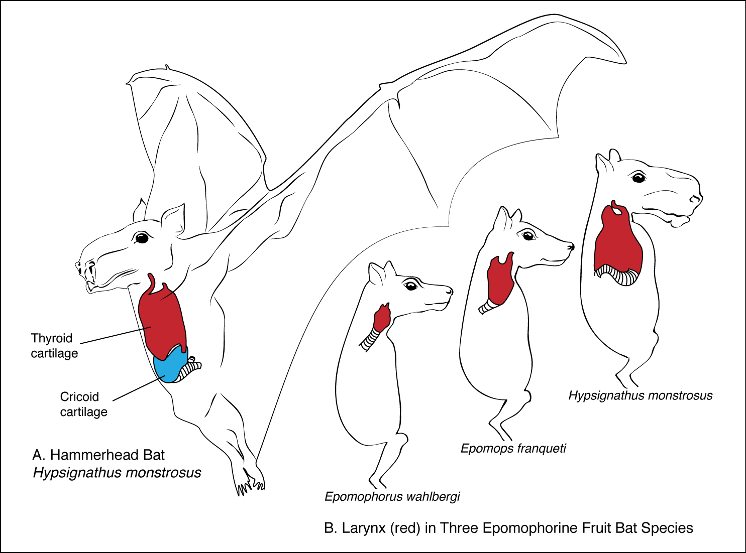 hammerhead bat