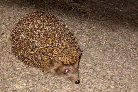 File:Hedgehog1.JPG