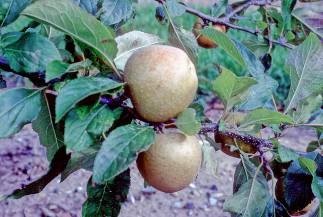 File:Herefordshire Russet on tree, National Fruit Collection (acc. 1994-017).jpg