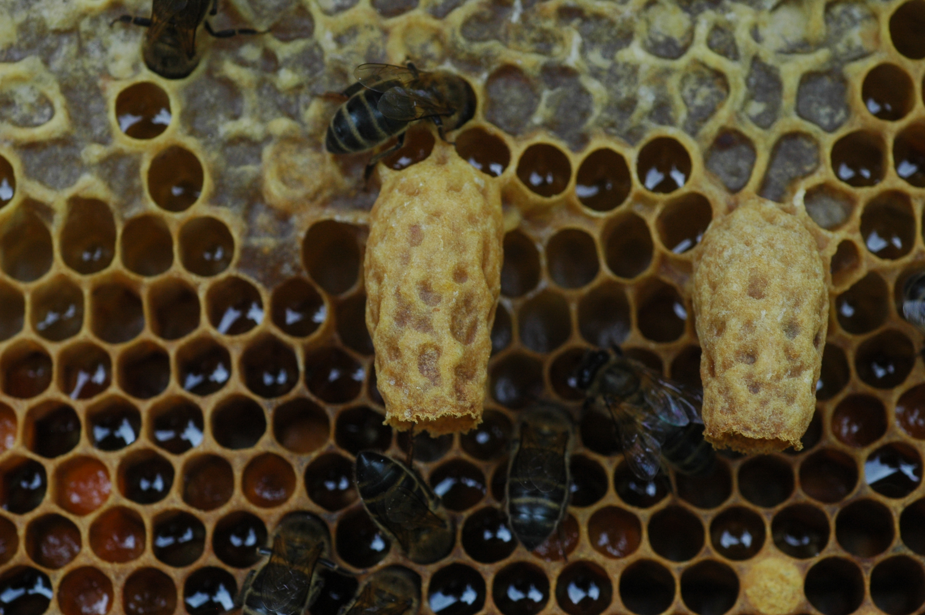 Личинки пчел 7 букв. Honeybee Queen Cells. Личинки пчел жидкость. Враги пчел личинки. Личинки пчел а также молодые пчелы.