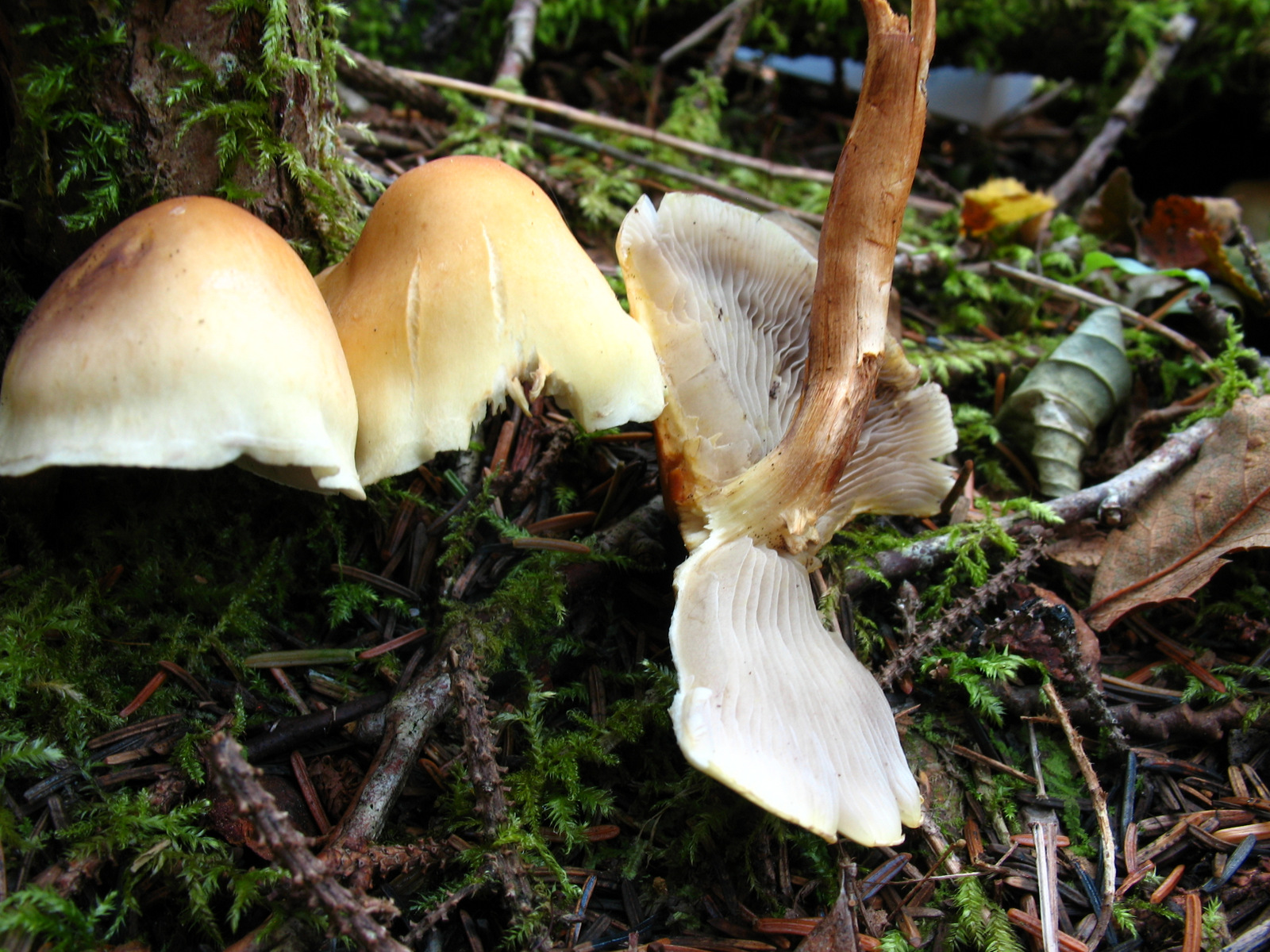 Hypholoma sp (8014856904).jpg