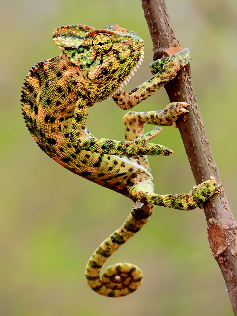 Индийский хамелеон. Chamaeleo zeylanicus. Леопардовый хамелеон. Хамелеон фото.