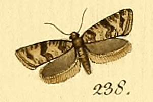 <i>Isotrias hybridana</i> Species of moth