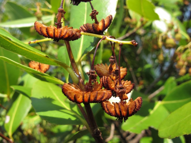 File:Jellyfish tree.jpg