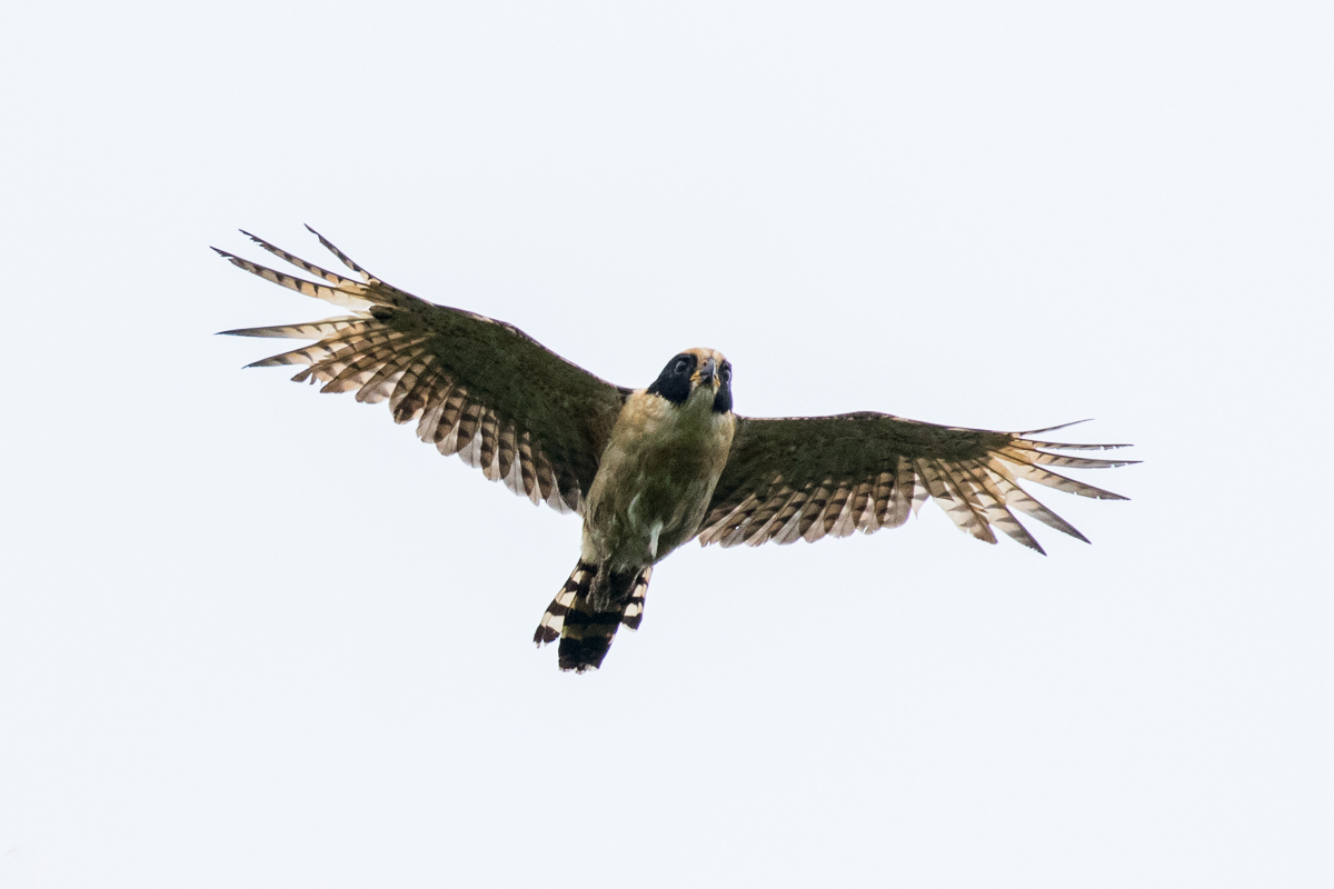 Laughing Falcon - DariÃ©n - Panama (48444308217).jpg