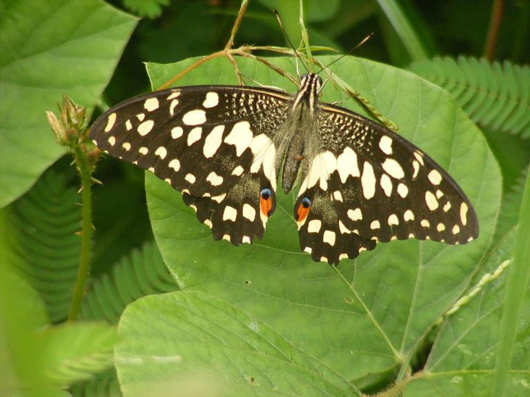 File:Lime Butterfly (1512996263).jpg