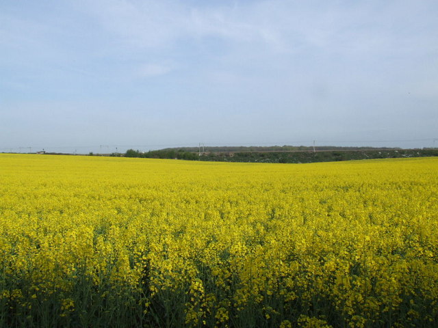 File:Looking towards a railway embankment across a field of rape. - geograph.org.uk - 408949.jpg