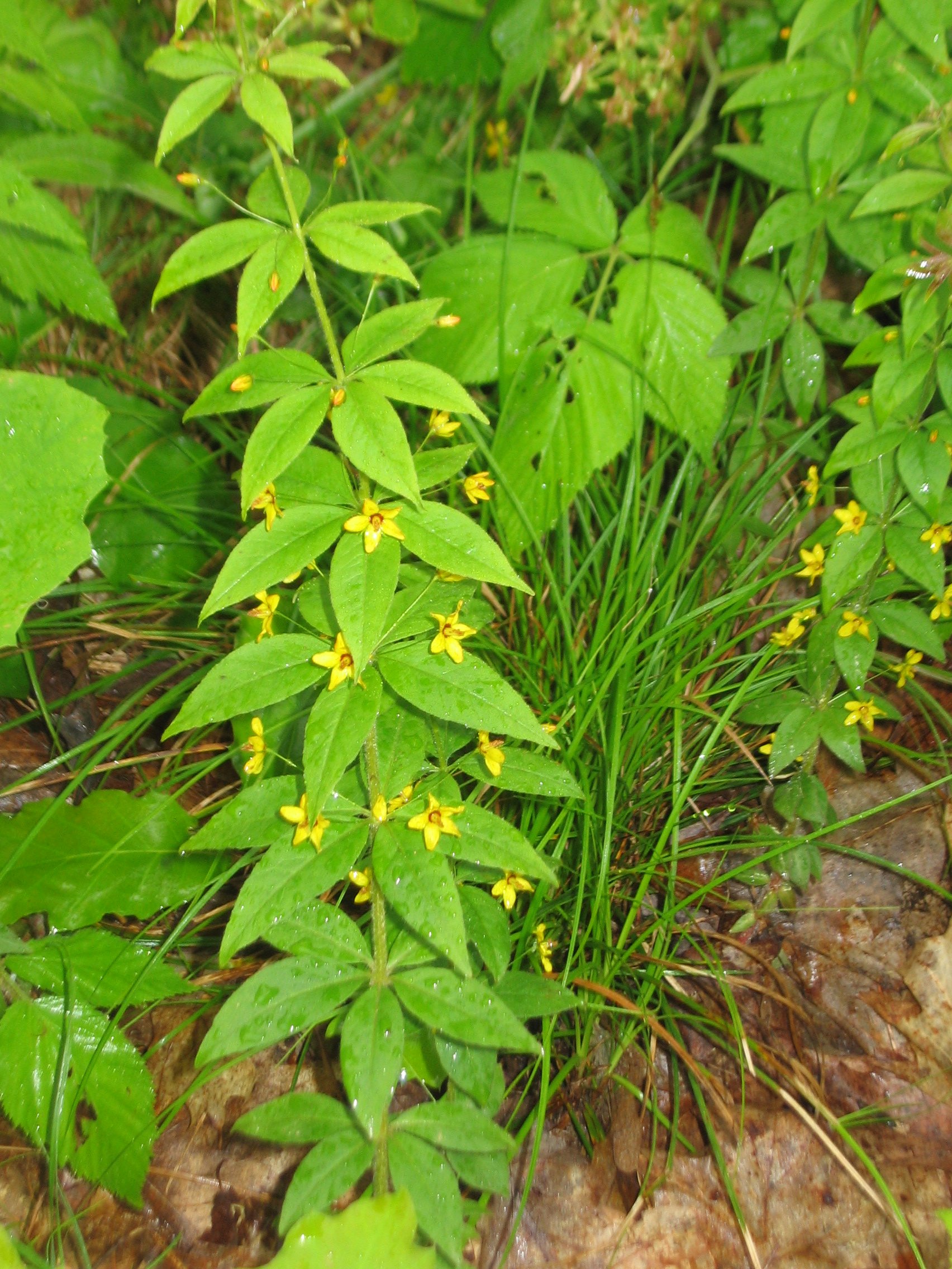 Full plant photo of four-flowered yellow loosestrife