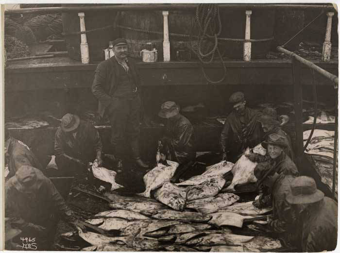 File:Men cleaning halibut, ca 1909 (MOHAI 6314).jpg