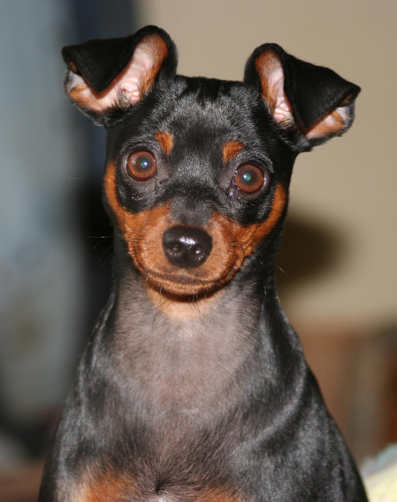 Min pin hot sale floppy ears