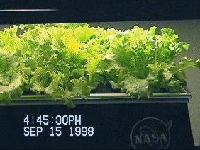 NASA aeroponic lettuce seed germination. Day 30.