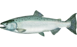 Oncorhynchus tshawytscha.png