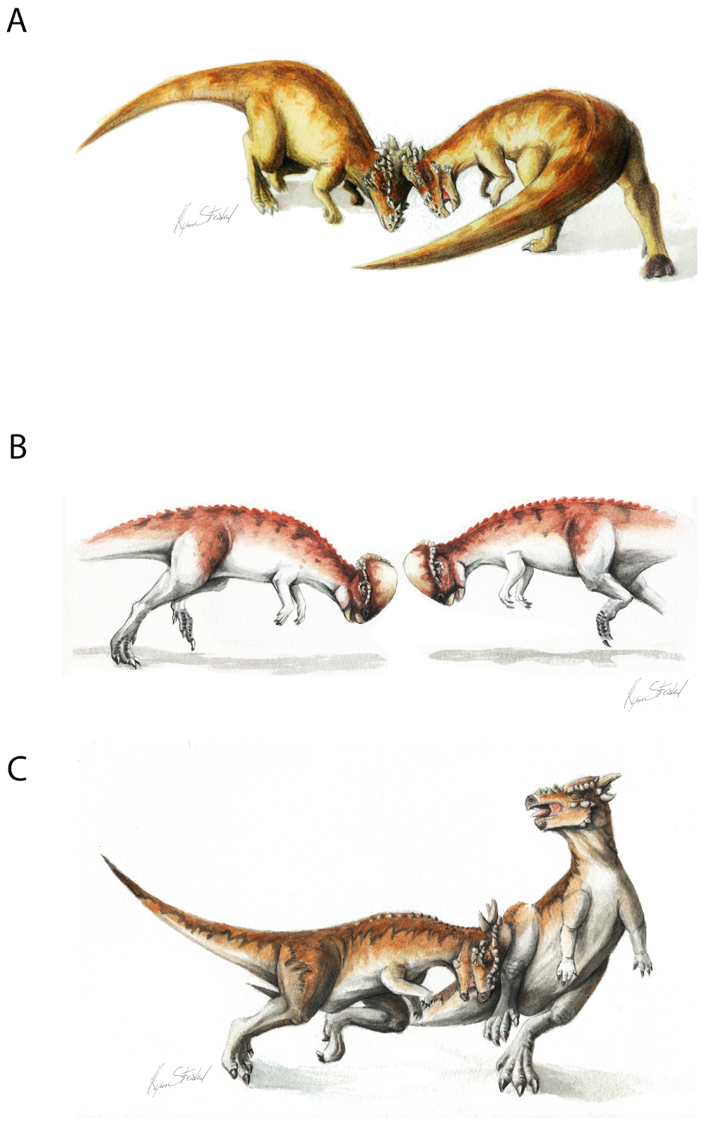 Pachycephalosauridae head butting.png