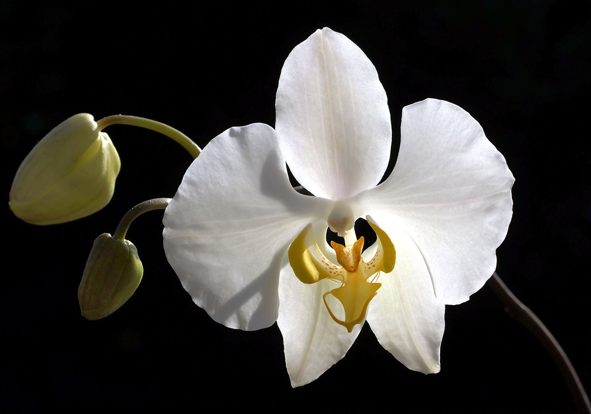Phalaenopsis Wikiwand