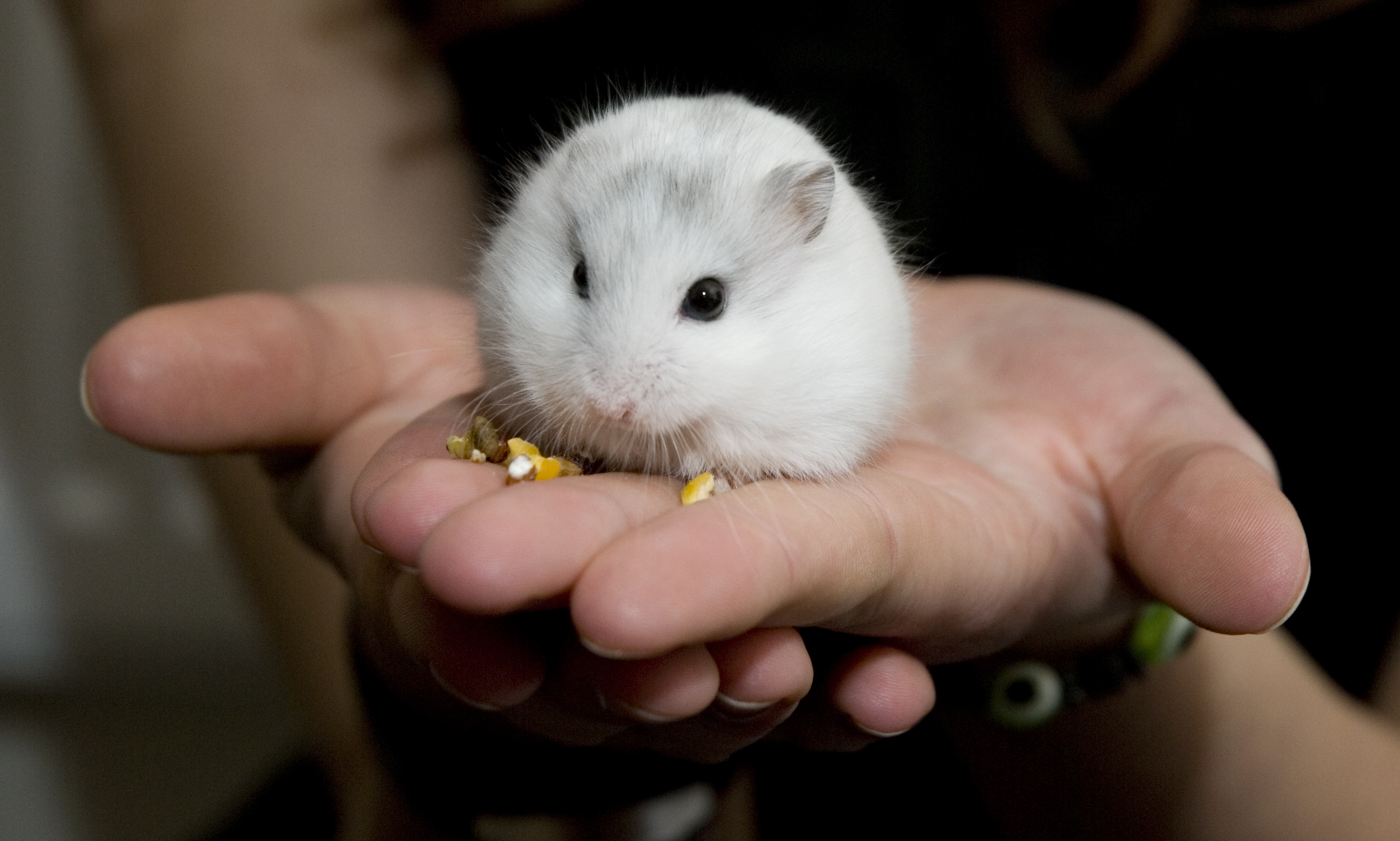 File:Phodopus sungorus, agouti pearl.jpg - Wikimedia Commons