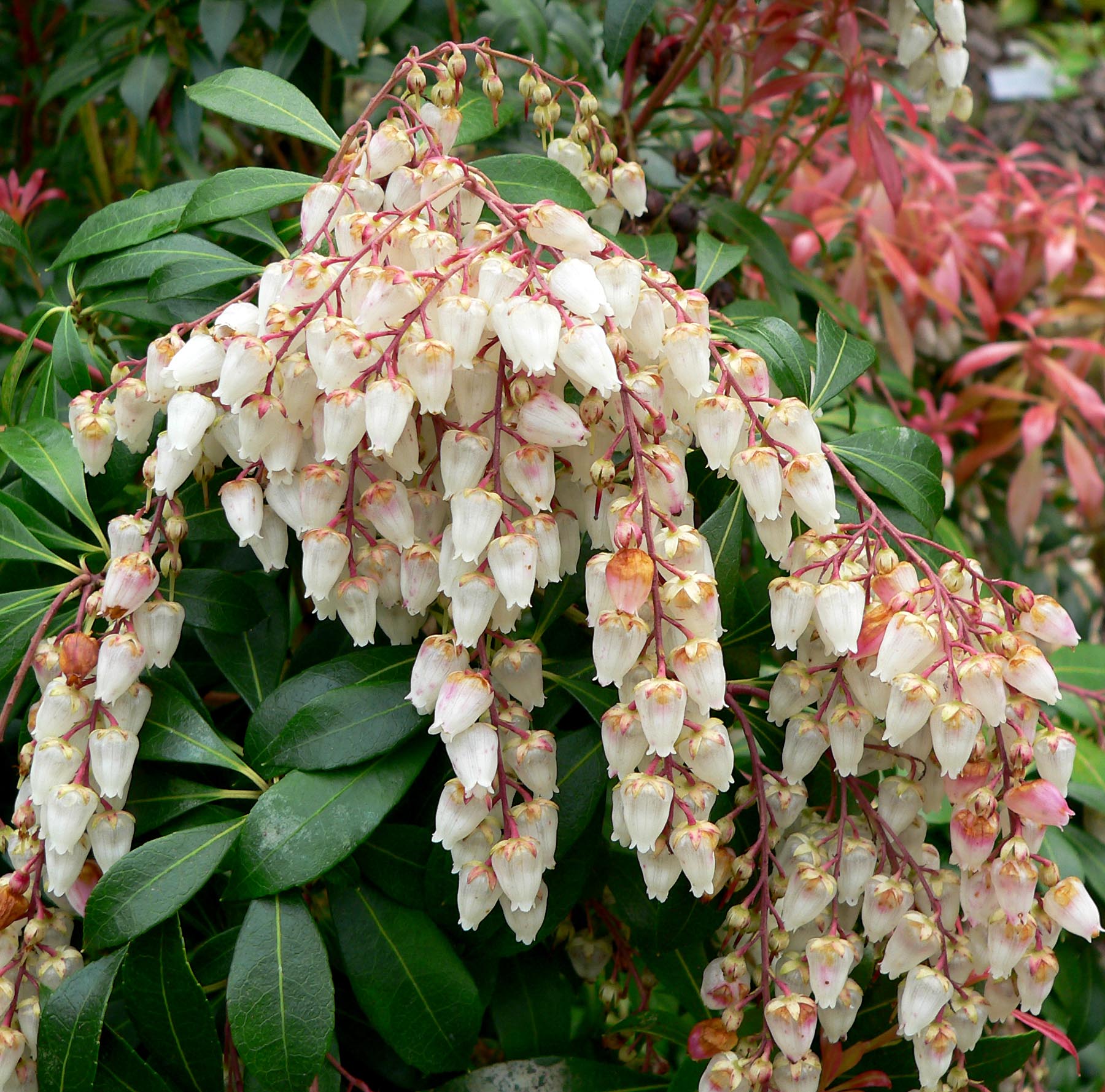 Image of Japanese andromeda (Pieris japonica) shrub