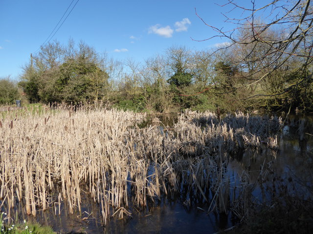 File:Pond opposite St James, Weethley - geograph.org.uk - 4889272.jpg