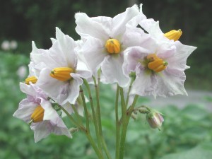 Katoffelplantens blomst er typisk for slægten.
