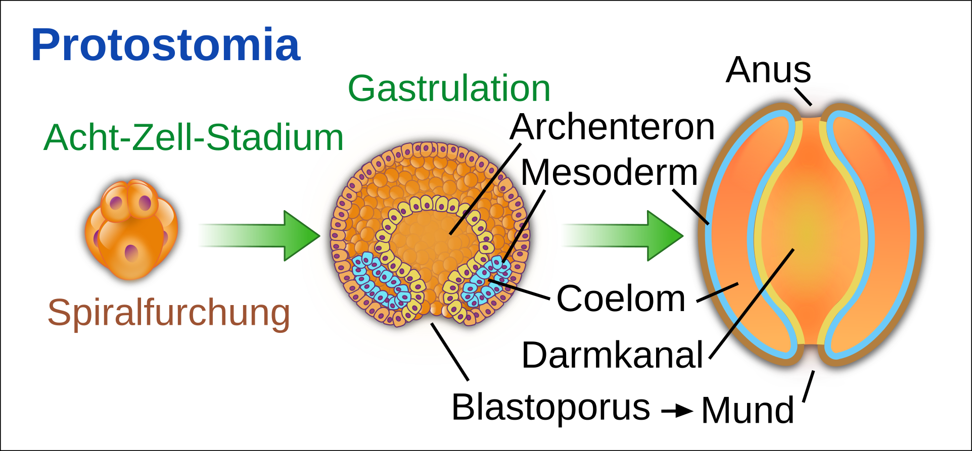 Protostomia