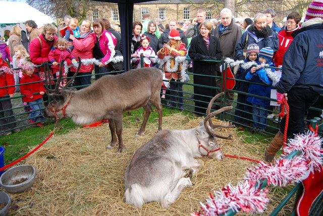 File:Reindeers, awaiting Santa, Hexham - geograph.org.uk - 1617727.jpg