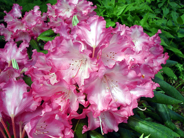 File:Rhododendron Yakushimanum Group Emanuela1UME.jpg